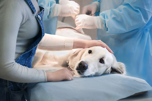 Dog with a vet, waiting for Ozone Therapy