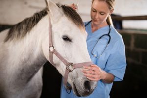 sick horse being treated by vet